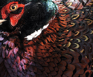 Guess What Bird?
