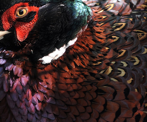 Guess What Bird?