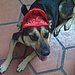 Devil Dog