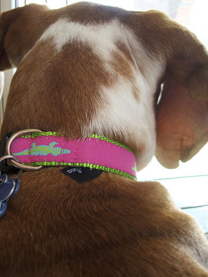 PetSugar's Street Team: Moochie & Co. Mud Puppies Collar
