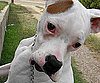 Pet Pic of the Day: Wanna Be My Valentine, Lucy?