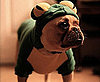 Costumed Creatures! Peep Sweet Halloween Pics From All of You