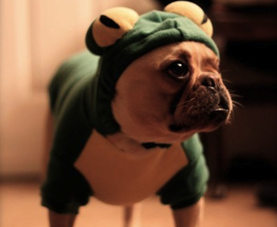 Costumed Creatures! Peep Sweet Halloween Pics From All of You Costumed Creatures! Peep Sweet Halloween Pics From All of You
