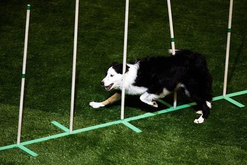 Through the Poles Through the Poles