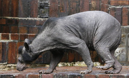 Beary Hairy No More Beary Hairy No More