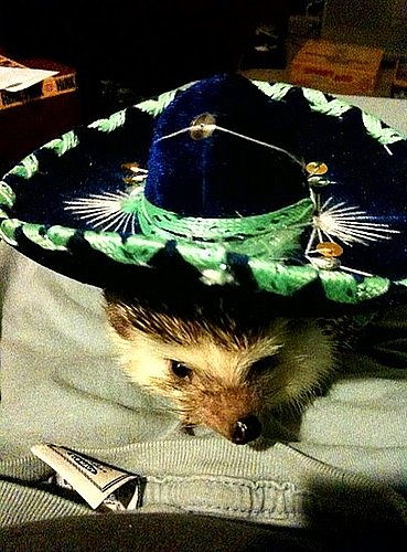 Olé Olé