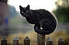 Do Tell: Can Your Pets Perch in Small Spots?