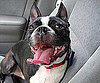 Pet Pic of the Day: Dublin Is All Tongue