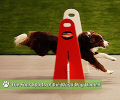 Fur-vival of the Fittest: Behind-the-Scenes at the World Dog Games