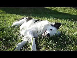 Do Tell: How Many Tricks Do Your Pets Know?