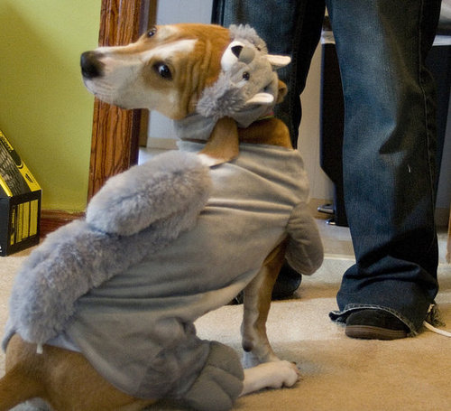 Squirreling Impostor Squirreling Impostor