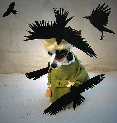 Save Sake From the Birds Save Sake From the Birds