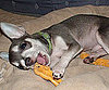 Pet Pic of the Day: Andy Hogs All the Toys