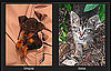 Pick the Cuter Pet For a Chance to Win $1,000!