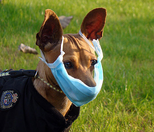 H1N1 Face Mask For Pets: Really Smart or Really Ridiculous? 