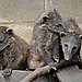 Females Rule the Roost