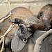 Ring Around the Tail