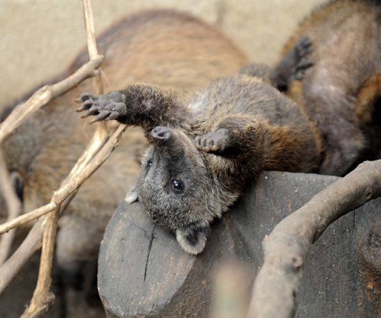 Creature Features: Coatis, the Cute Lil Chatterboxes Creature Features: Coatis, the Cute Lil Chatterboxes