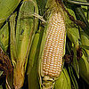High-Fructose Corn Syrup Linked to Hypertension