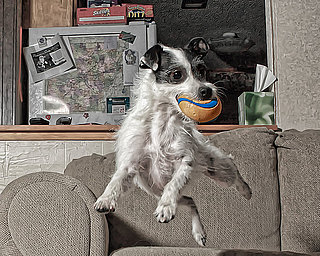 Open House:  What's Your Home's Pet Policy?
