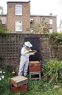 Would You Add a Beehive to Your Home?