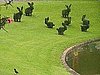 Would You Like to Have a Topiary Garden?