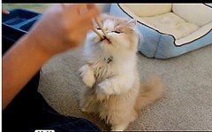 Happy Caturday! Happy Caturday!