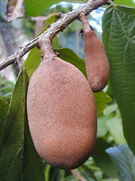Cupuaçu in Beauty Products