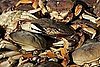 Yummy Links: From Dungeness Crab to Turkey Cookies