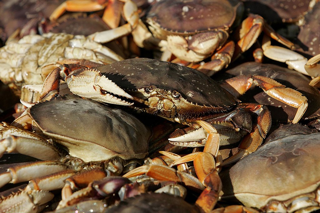 Yummy Links: From Dungeness Crab to Turkey Cookies Yummy Links: From Dungeness Crab to Turkey Cookies