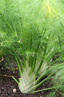 Fennel: Love It or Hate It?