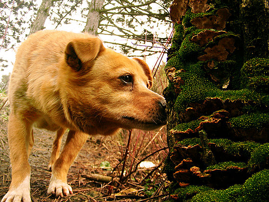 Lyme Disease Lyme Disease