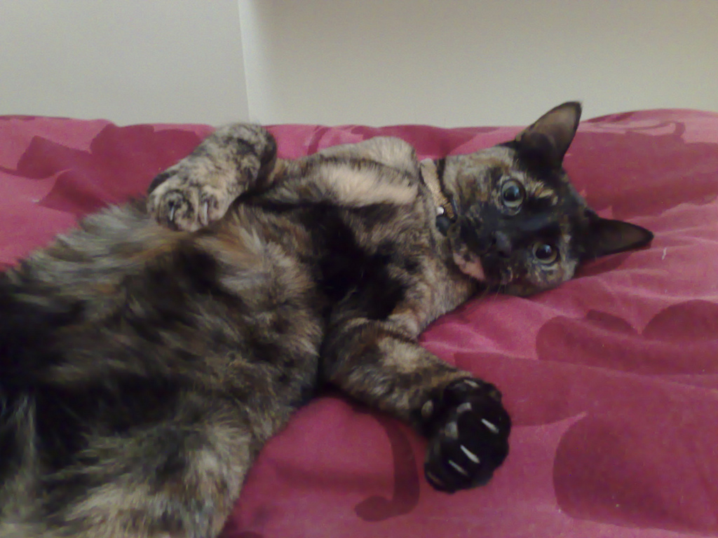 Cat Scratch Disease Cat Scratch Disease