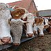 Mad Cow Disease