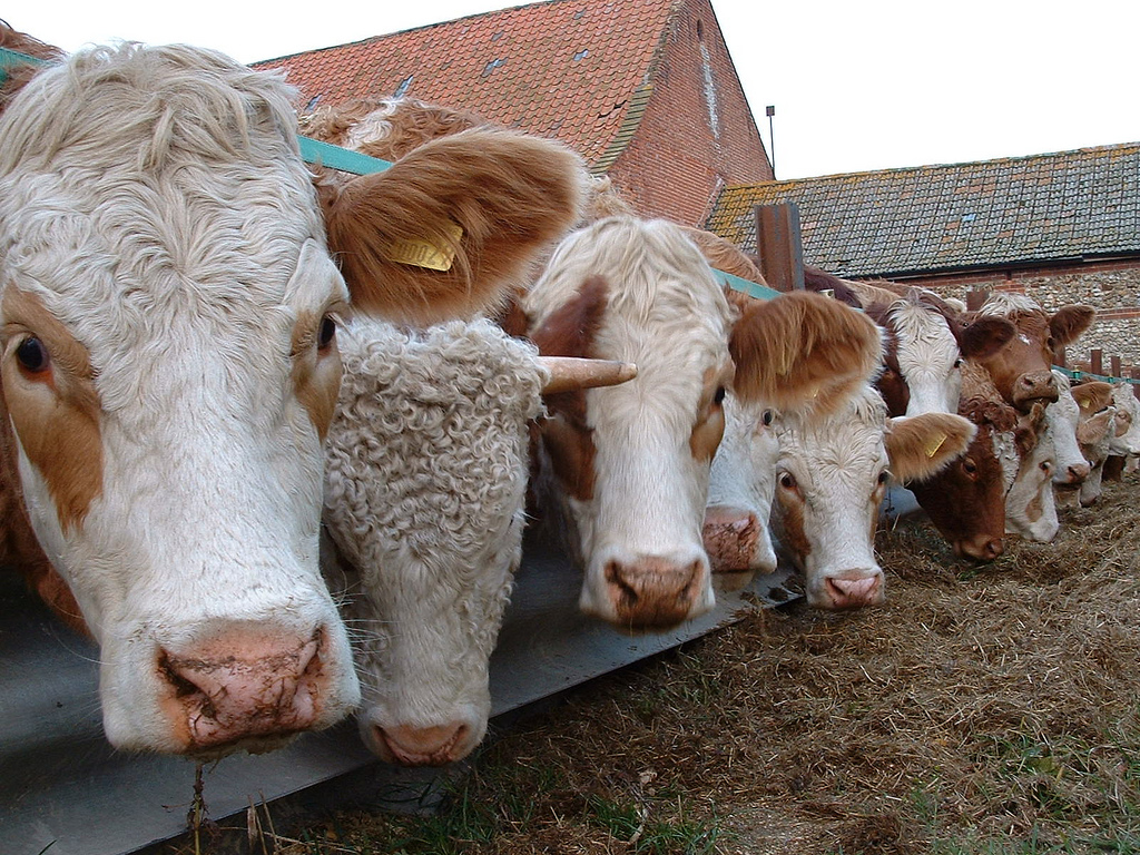 Mad Cow Disease Mad Cow Disease
