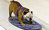 Snowboarding Pups Take on Mock Slopes: In the LINK of an Eye!