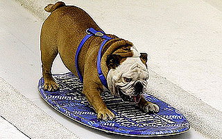 Snowboarding Pups Take on Mock Slopes: In the LINK of an Eye!