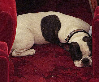 Guess Whose Dog?