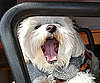 Pet Pic of the Day: Naptime's Over