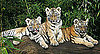 Rangar, Khan and Domur 