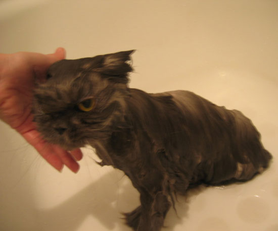 Slicky Kitty Slicky Kitty