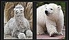 Play Our Baby Animal Faceoff For a Chance to Win $1,000!