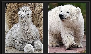 Play Our Baby Animal Faceoff For a Chance to Win $1,000!