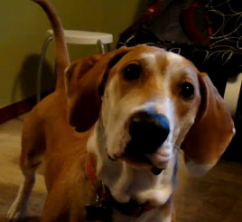Spotted! Raynor Is One Cute Listener