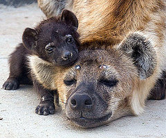 Baby Hyena Alert! Kai Is No Laughing Matter