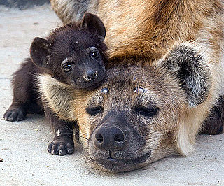 Baby Hyena Alert! Kai Is No Laughing Matter