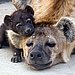 Are You My Pillow?
