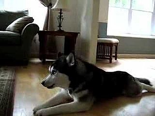 11 Dogs Sing Along to Gwen Stefani: In the LINK of an Eye! 
