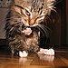 Licking Paw