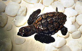 Over 10 Million Turtles Can Be Thankful For TAMAR